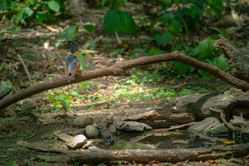 the cage bird playing water in a small pool inside the forest