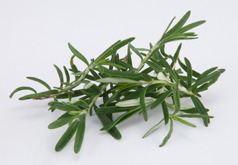 rosemary