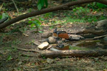 the cage bird playing water in a small pool inside the forest