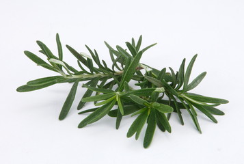 rosemary