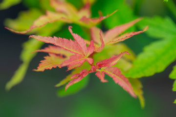 色づいたカエデ