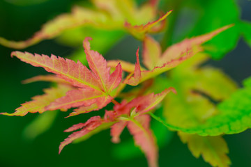 色づいたカエデ