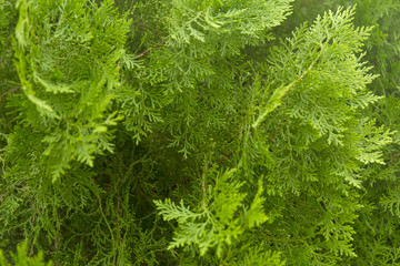 Green thuja branches with needles. Nature Christmas background. Evergreen coniferous tree.