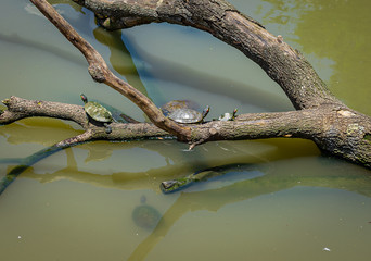 Turtles Sunning on Log