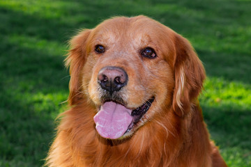 Fototapeta premium Perro Golden Retriever