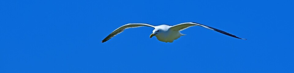 青空バックにのんびりと飛ぶセグロカモメ＠北海道