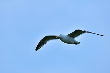 青空バックにのんびりと飛ぶセグロカモメ＠北海道