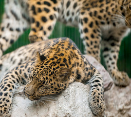Fototapeta na wymiar Adult male persian leopard (Panthera pardus saxicolor) sleeping in the daytime on the stones