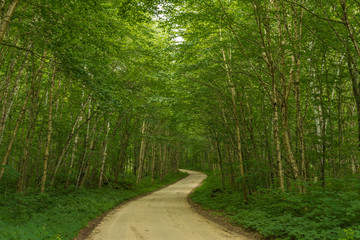 Fototapeta na wymiar A very green forest road in Parc de la Jacques Cartier