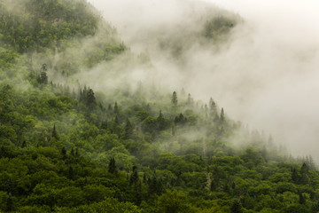 Beautiful forest in the morning mist