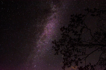 Milky way night under  a tree