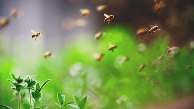 Close up Slow motion a swarm of bees honey bee flying in the spring field around beehive outdoor in sunshine beekeeping footages