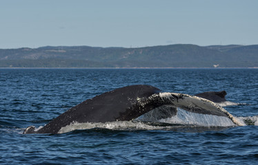 Obraz premium Whale watcing in the St-Laurence river