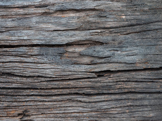 texture petrified wood