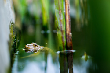 Yellow frog is floating in water, beautiful amphibian