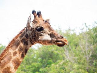 The giraffe is the highest animal