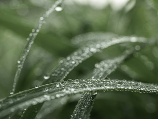 Water drops on green grass