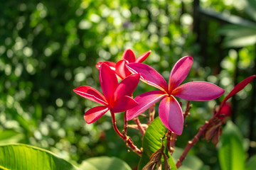 Pink Plumeria Flowers in the Garden