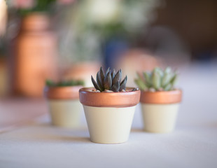 cactus in small pot