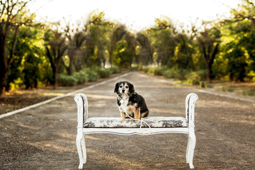 dog sitting on bench