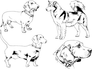 vector drawings sketches pedigree dogs in the racks drawn in ink by hand , objects with no background	