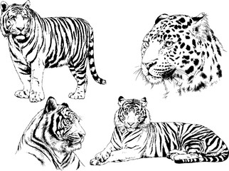 set of vector drawings on the theme of predators tigers are drawn by hand with ink tattoo logos	