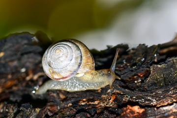 A small garden snail creeps along the trunk of a fruit tree