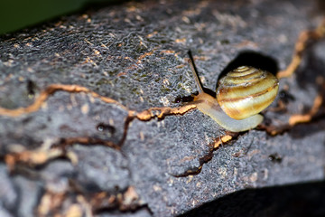 A small garden snail creeps along the trunk of a fruit tree