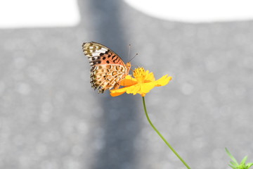 蝶とコスモスの花	