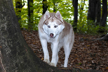 Obraz premium Husky dog.