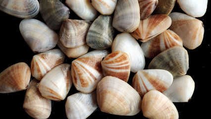 Fresh clam at the beach