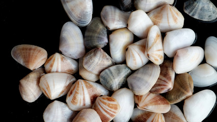 Fresh clam at the beach