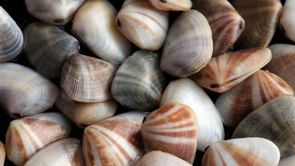 Fresh clam at the beach