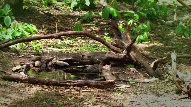 the cage bird playing water in a small pool inside the forest