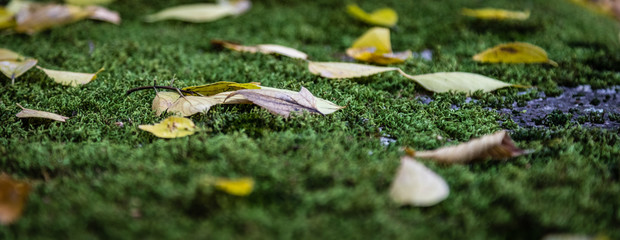 Close up of green moss and yellow fall leaves in a temple in Japan