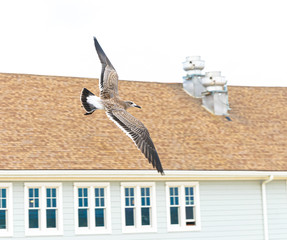 Seagull Flying Over a Beach in New Jersey.