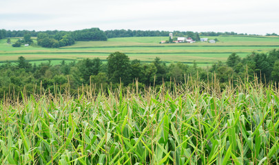 landscape of green farmland with corn field