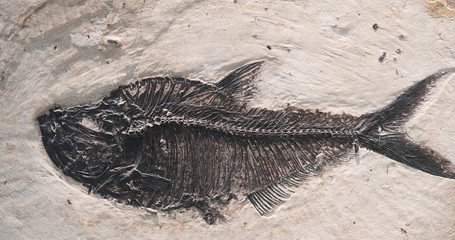 close up on fossil fish in the rock © nd700