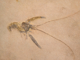 close up on fossil shrimp in the rock