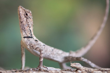 Garden Calotes