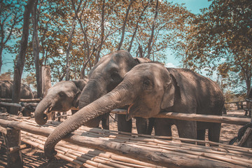 Fototapeta na wymiar Elephant Sanctuary bathing in Isaan in Thailand
