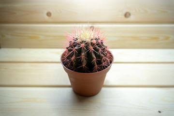 pink cactus in a pot on a wooden background