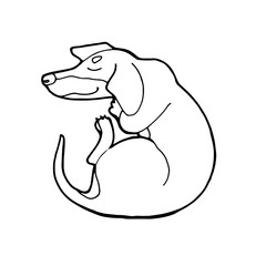 Illustration of cute dog dachshund. Nice puppy for greeting card, pet shop or veterinary clinics. Dog of breed dachshund. Vector dog illustration for greeting card. Dog dachshund sleep