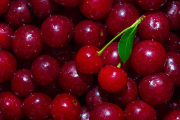 Many red cherry with leaf closeup