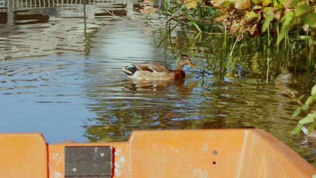 Duck in a lake passing a Yellow boad