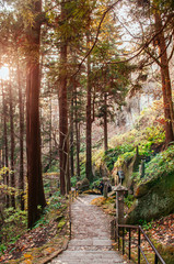 Yonsunmichi path in pine forest at Yamadera Risshaku ji temple, Yamagata - Japan
