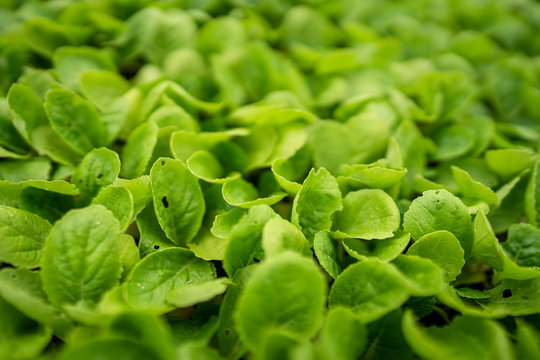 organic veggies nursering plants tray prepare for planting 