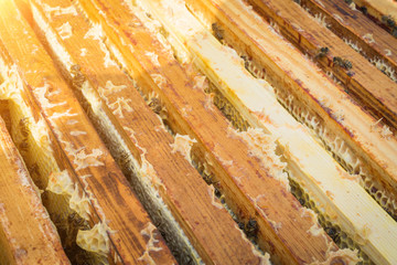 The honey cell frame