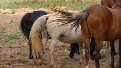 Brown, white and black horses swinging tail and eating hay in a farm. Slow motion.