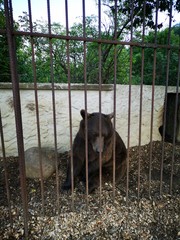 Bär hinter Gittern